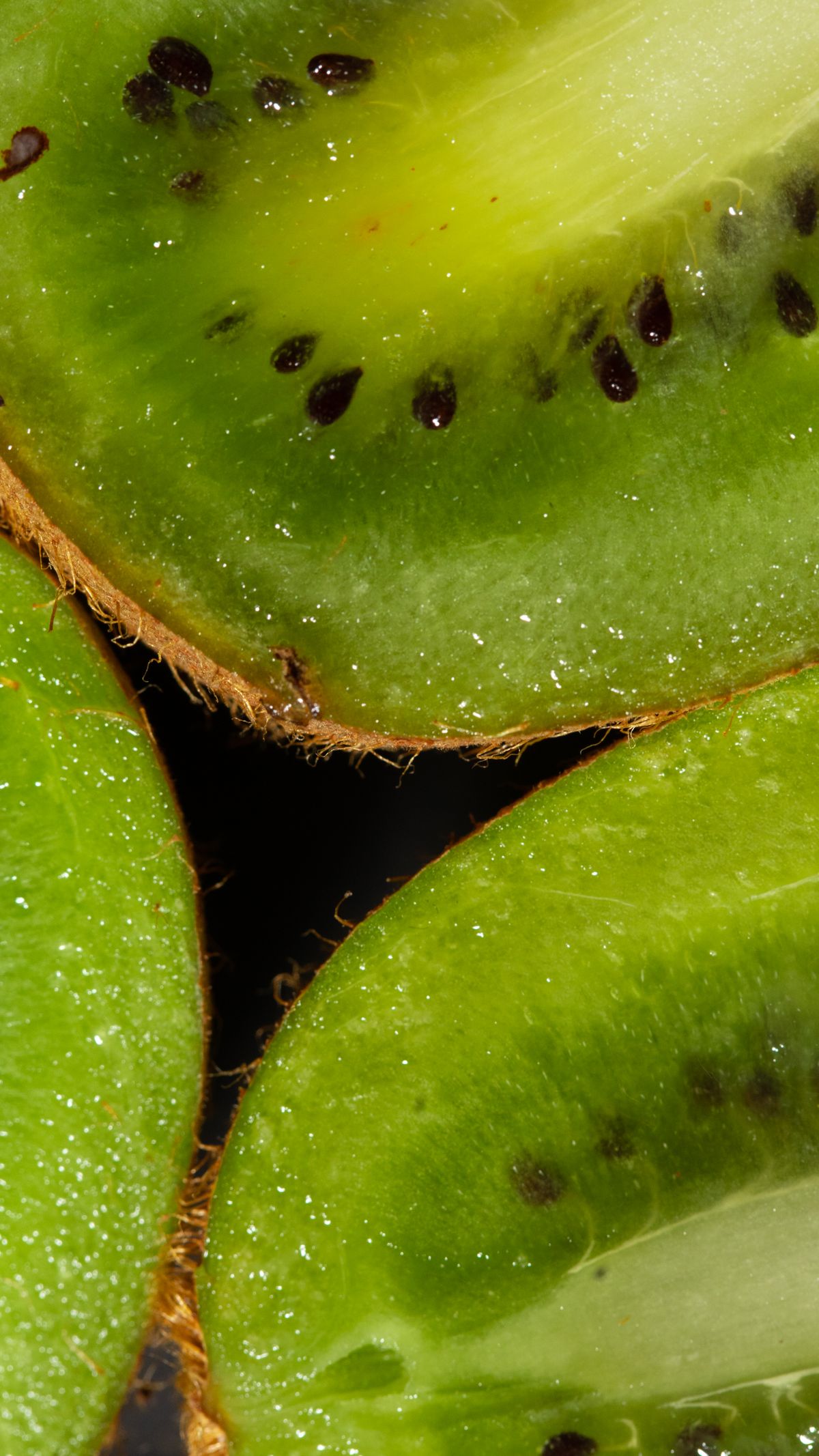 New Zealand Zespri kiwifruit